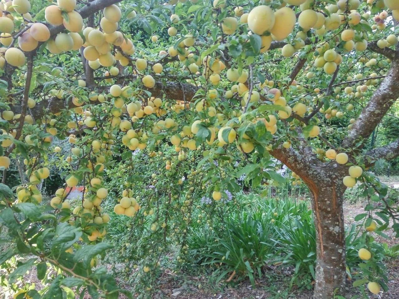 Quinta Da Telheira Ξενοδοχείο Vila Real Εξωτερικό φωτογραφία